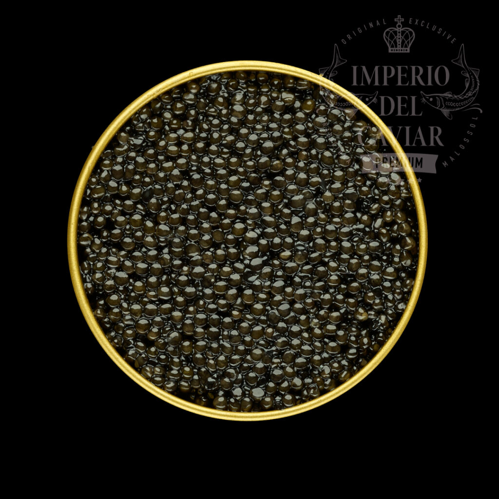 Baerii royal (Acipenser gueldenstaedtii)